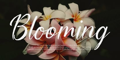 Yonella Font Poster 2