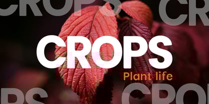 Solviera Font Poster 13