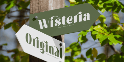 Forest Sunrise Font Poster 9