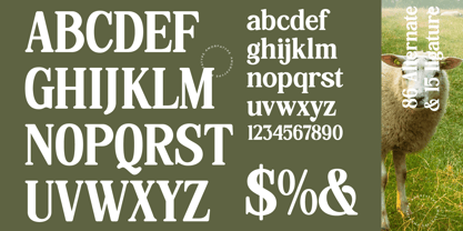 Hasbor Font Poster 10
