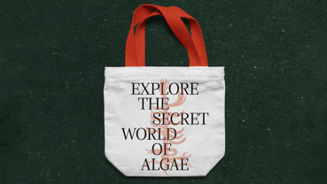 Alga Font Poster 7