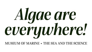 Alga Font Poster 3