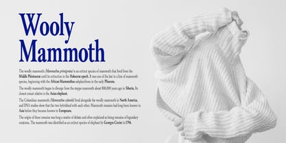 Alvito Nova Comp Font Poster 4