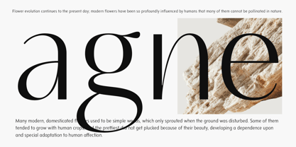 Neue Mylon Font Poster 2