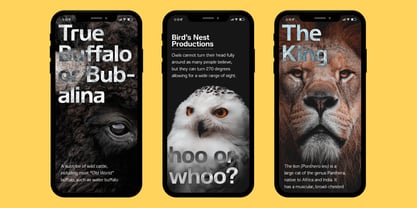 Jam Grotesque ALT Font Poster 3