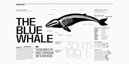 Macrosoma Grotesque Font Poster 5