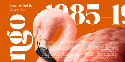 Mango Jungle Font Poster 5