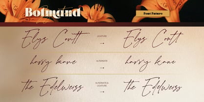 Bolmand Font Poster 7