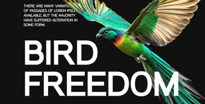 Modular Black Sans Font Poster 2