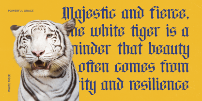 Bluster Elation Font Poster 8