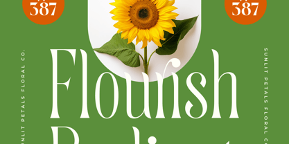 Quiselle Font Poster 8