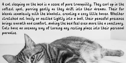 Fattoya Bob Font Poster 4