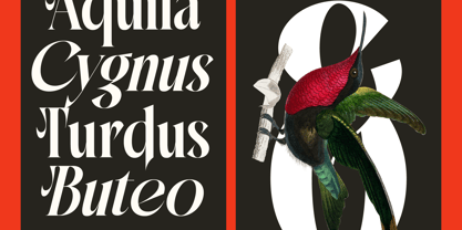 Mactge Font Poster 5