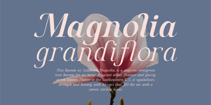 Algra Molta Font Poster 3