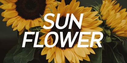 Gatsbyline Font Poster 8