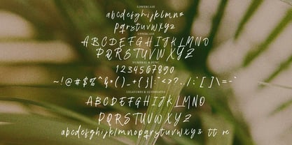 Thidore Brush Font Poster 6