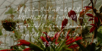 Hutellan Signature Font Poster 9