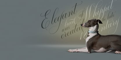 Bodega Script Font Poster 5