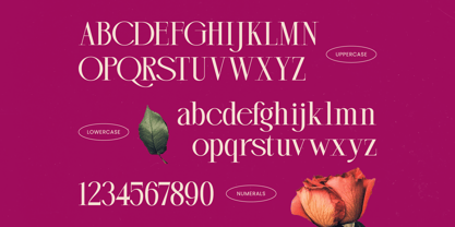 Magenta Rosalia Font Poster 14
