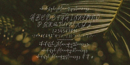 Lisasha Signature Font Poster 8