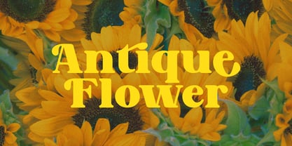 Mango Dolce Display Font Poster 4