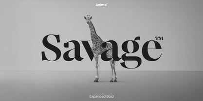 Animal Font Poster 6