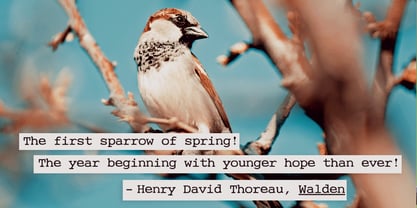 Cute Typewriter Font Poster 5