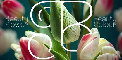 Naylira Font Poster 2