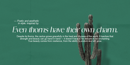 Novalisse Font Poster 13