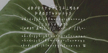 Dream Dolphin Font Poster 6