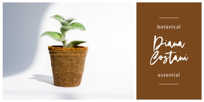 Dream Dolphin Font Poster 4