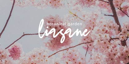 Dream Dolphin Font Poster 5