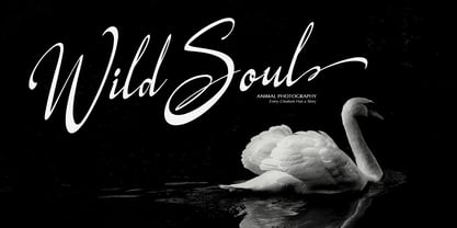 Logically Signature Font Poster 6