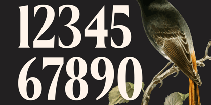 Belasfa Cantter Font Poster 9