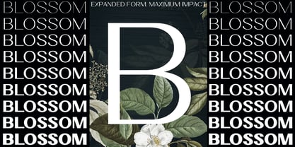 Velora Font Poster 7