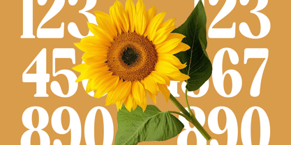 Ordinal Tangle Font Poster 13