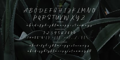 Hayira Signature Font Poster 9