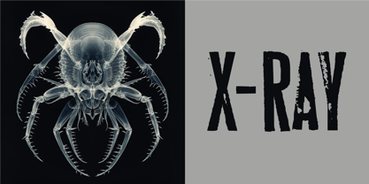 Roadkill Font Poster 7