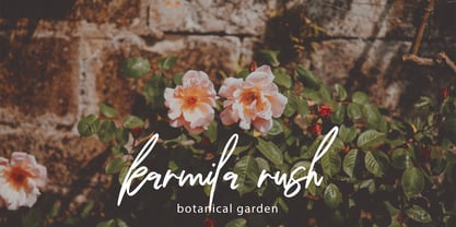 Dienda Brush Font Poster 5