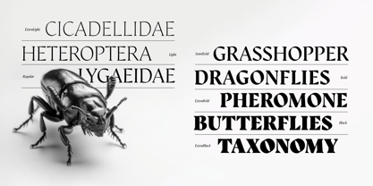 Auge Font Poster 4