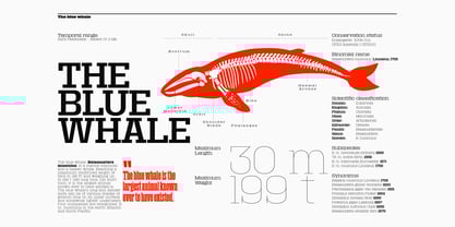 Macrosoma Slab Variable Font Poster 5