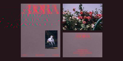 Noemia Font Poster 5