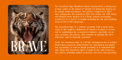 Midnight Quincy Font Poster 2