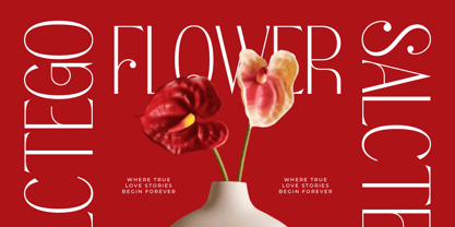 Salctego Font Poster 3