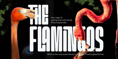 Garth Brooks Soft Font Poster 2