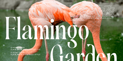 Silent Gingers Font Poster 5