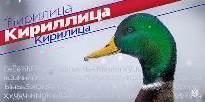 Mallard Font Poster 6