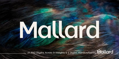 Mallard Font Poster 1