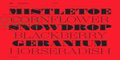 Shomina Font Poster 8