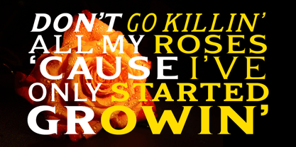 Kineks Font Poster 7